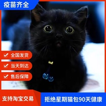 Pure black Bombay short-footed cat black briquettes black British short Bombay cat purebred Napoleon kitten live pet cattery