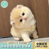 Blue and gold gradient short-footed cat kitten purebred pet cat competition grade AY12 color British short bear version purple and gold gradient cub