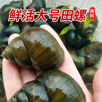 Clean water Daejeon Fresh fresh and crisp snail Snail Meat Super Large Living Field Snail Living Big Clay Snail 4 and a half