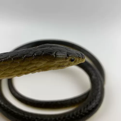 Реалистичный большой силиконовый ластик с животными, игрушка