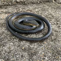 Настоятельно рекомендуется обновленная версия Black Eyed Water Snake — P31.