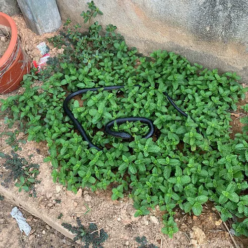 Реалистичный большой силиконовый ластик с животными, игрушка