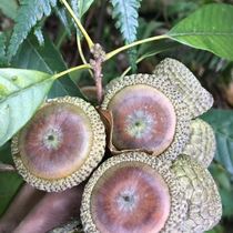 Fengliu fruit wild skinned 500g Fengliu fruit soaked in wine and soup ingredients now found thick scale pipe Keteng fruit dry goods
