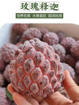 Guangdong Rose Red Custard Apple Fresh Seasonal Tropical Fruit Buddha Head Muni Fruit Soft Waxy and Sweet Custard Apple