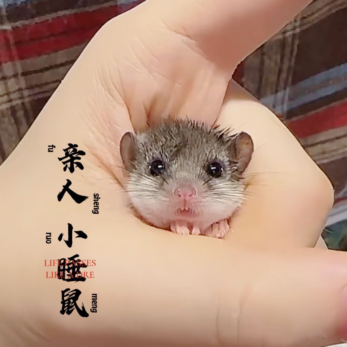 25年最新｜全款价西班牙睡鼠幼崽活体！迷你龙猫级萌宠，学生党必看避坑指南-仓鼠-淘宝好物网