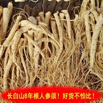Ginseng whiskers. Changbai Mountain 8-year-old sun-dried root ginseng and white ginseng whiskers. Authentic hand-pulled ginseng whiskers. Northeast specialty thick-rooted ginseng whiskers.