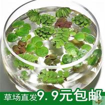 A leafy lotus flower for decoration with small bonsai fish and shrimp ornamental patio hydropony fish fish and grass water grass simulation Ping