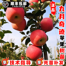 Grafted September miracle apple tree saplings early-maturing crispy and sweet rock candy heart apple saplings planted in northern and southern courtyard pots