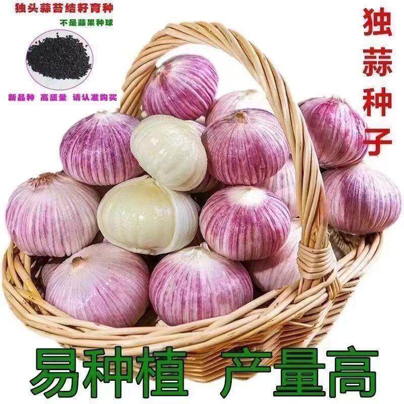 独头蒜200g/份：解锁大蒜界的“独苗”魅力，营养与美味兼得的秘密武器！-蒜类-淘宝百科网