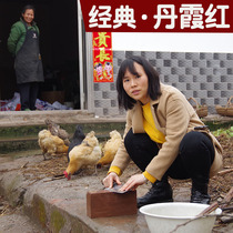 Douyin Danxia Red Natural Large Household Kitchen Knife Sharpening Stone Kitchen Oilstone Slurry Stone Coarse Grinding Stone Edged Knife Sharpener