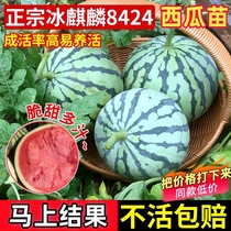 8424 watermelon seed seeds grafted seeds of seeds in the south grafted seeds of seedless beauty watermelon fruit and vegetable seedlings