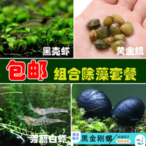Algae removal package black shell shrimp golden clam beautiful white shrimp black diamond snail algae removal snail nationwide