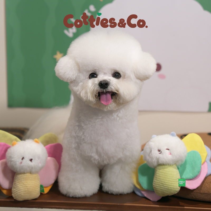 Bichon Cotton Factory Cotties&Co. Little Butterfly Pet Sound Toy Crinkle Paper Bb Squeaky Toy for Small Dogs Bichon Cotton Factory Cotties&Co. Little Butterfly Pet Sound Toy Crinkle Paper Bb Squeaky Toy for Small Dogs