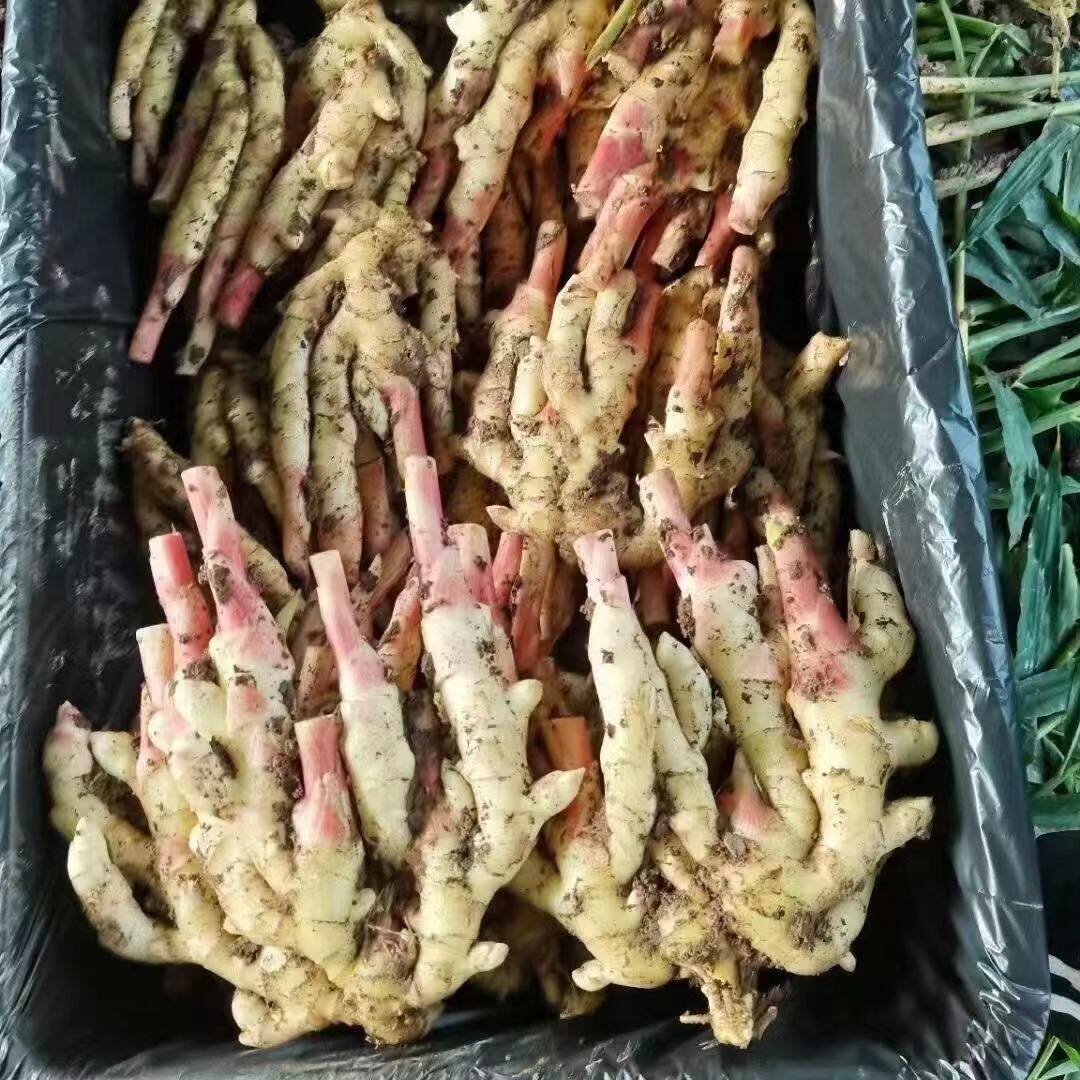 嫩姜子姜仔姜红芽小黄姜,鲜嫩美味,腌制泡糖醋姜必备!🌿-生姜-淘宝百科网
