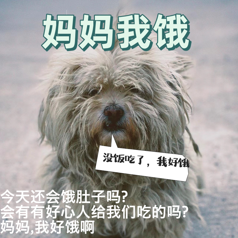 流浪动物救助行动🌟:让每一只流浪猫狗都能吃饱饭!🐾-其它宠物粮食-淘宝好物网