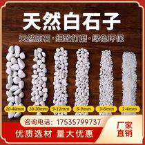 Shanxi Baishizi White Stone White Gravel Pebbles Courtyard Paving White Stone Garden Landscape Baishizi