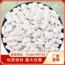 Hebei Baishizi white stone white gravel white stone stone large pebbles courtyard balcony paving paving