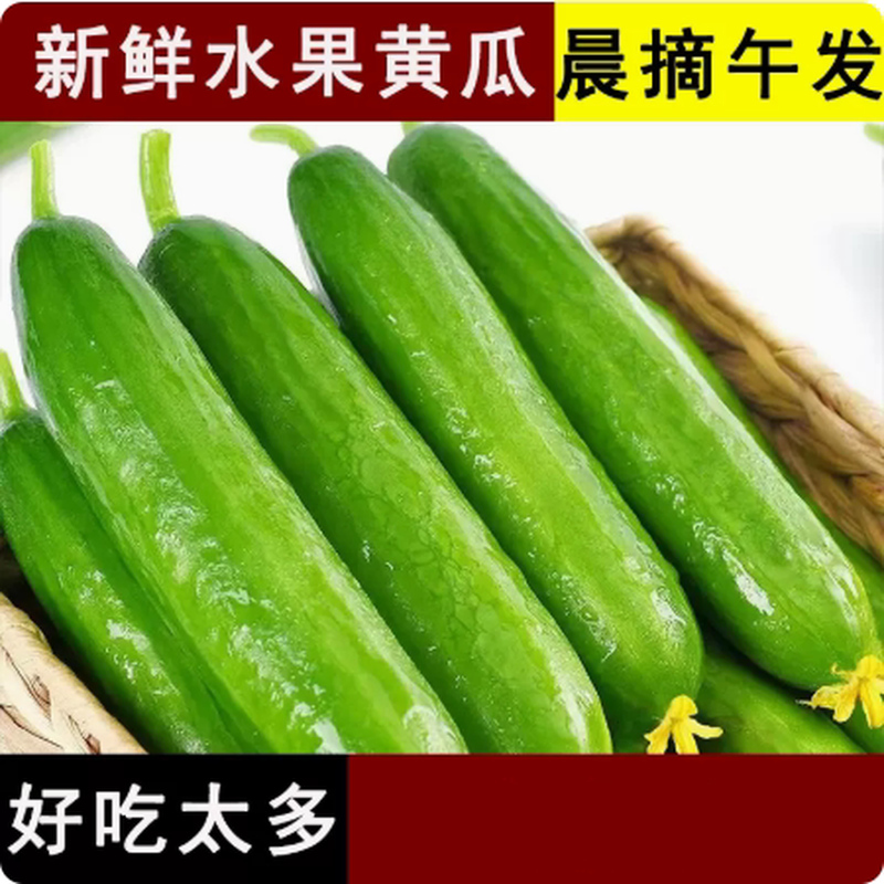 现货新鲜西葫芦瓜嫩茄瓜茭瓜三月瓜番瓜农家菜瓜！产地直发包邮