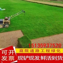 Obito turf grass Taiwan grass fruit gardening mat Four Seasons Green Manila Ping Manila Putting Green Fur