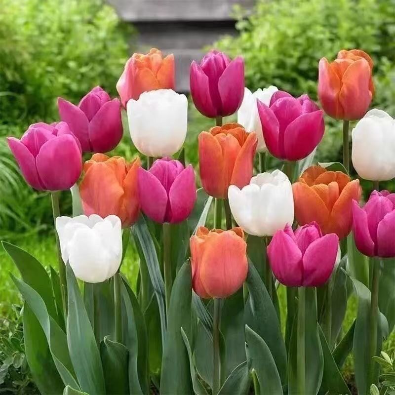 7 Tulip Seed Balls Hydroponic Flowers Potted Plant Room Inside and outside Flowering Soil Breeds Easy To Live Flowers-Taobao