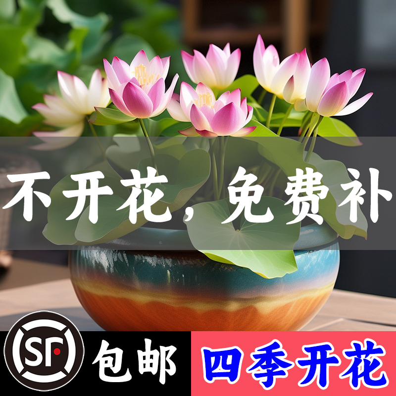 Bowl Lotus Lotus Seed All Season Blossom Hydroponic Plant Flower Indoor Living Room Water Raising Lotus Flowers Good Sleeping Lotus Potted Plant-Taobao