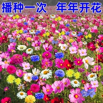 野花组合花种籽子四季播种开花易活阳台室外庭院耐寒格桑花花种子