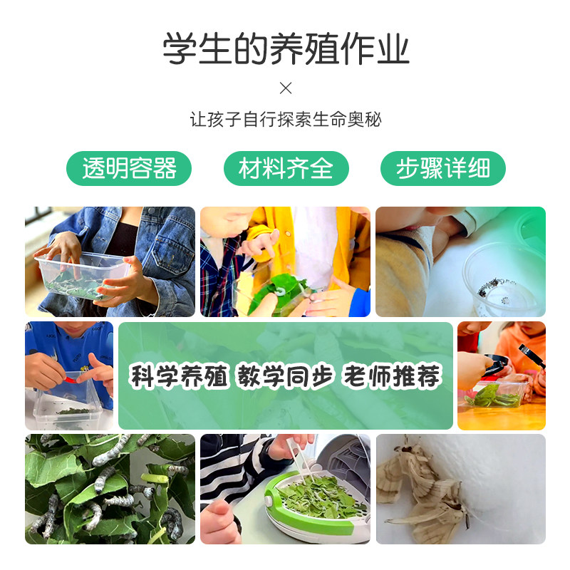 学生养蚕神器推荐｜25年最新蚕宝宝活体幼虫+蚕卵蚕籽套装，轻松实现