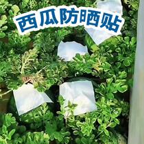 Watermelon sunscreen paper sun-resistant paper sun-proof shade paper summer melon cold melon anti-sunburn anti-sunburn high temperature cover sticker