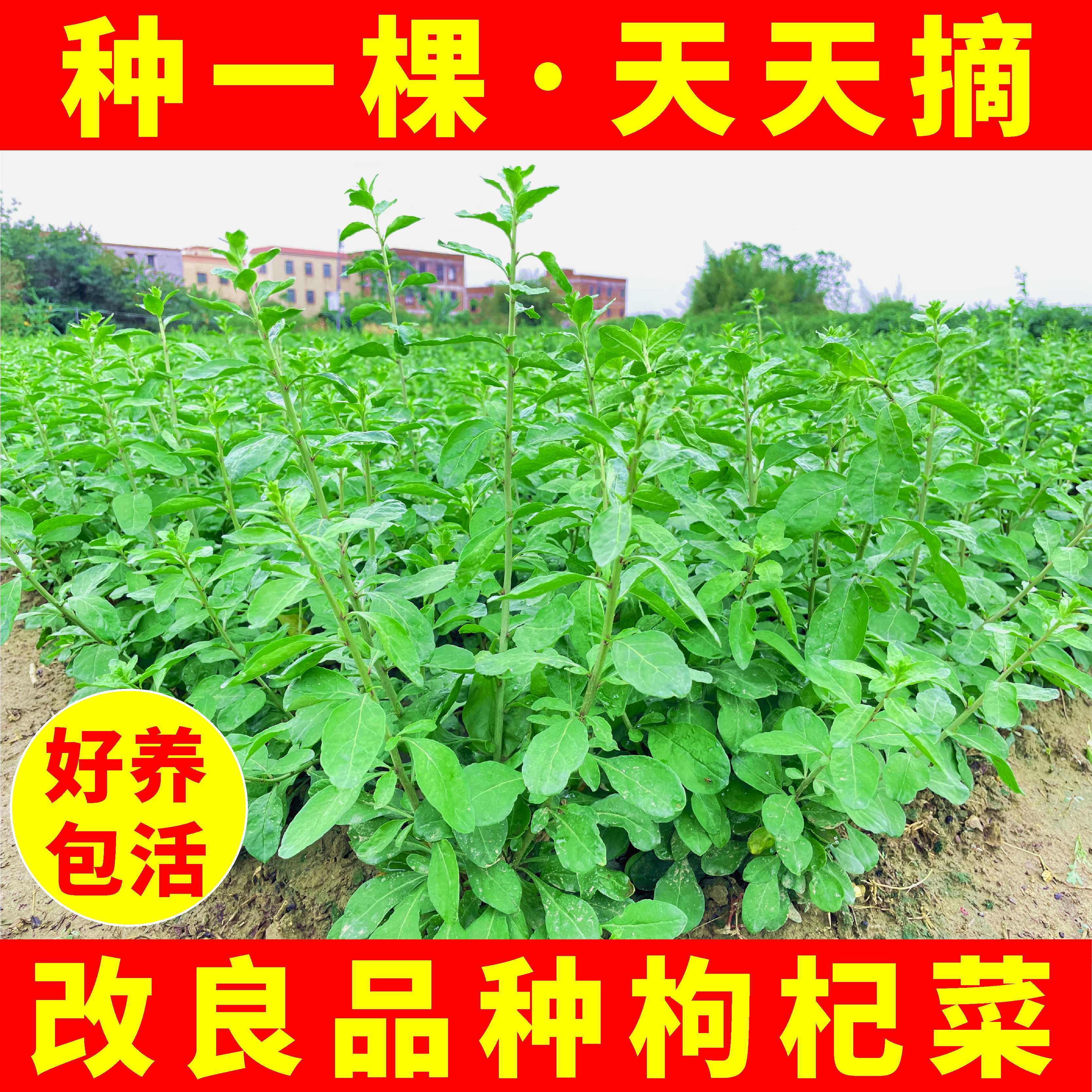 枸杞树苗适合在南方阳台种植吗?可以食用枸杞叶吗?-果树种子种苗-淘宝好物网