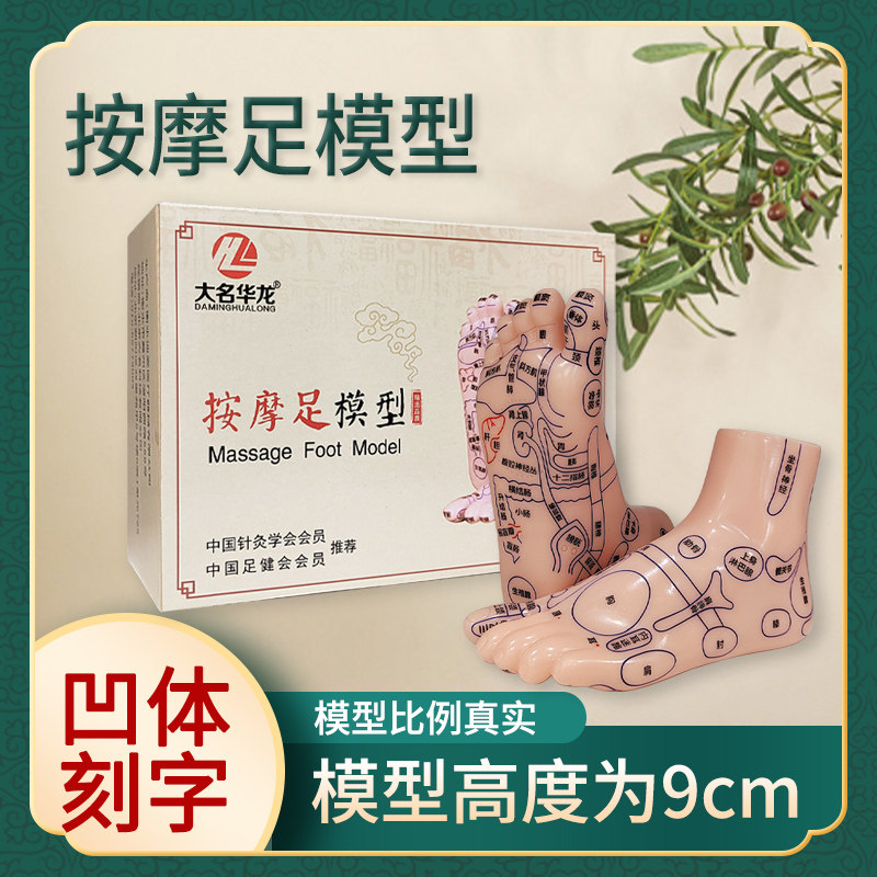 足部反射区教学模型 推拿穴位训练脚模 华龙人体脚部穴位模 东针华医足部教具