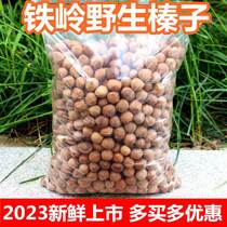 Northeast Tieling Fresh Wild Small Hazelnuts 2023 Specialty Dried Fruit Raw Hazelnuts Bulk Nuts Raw Hazelnuts Fried