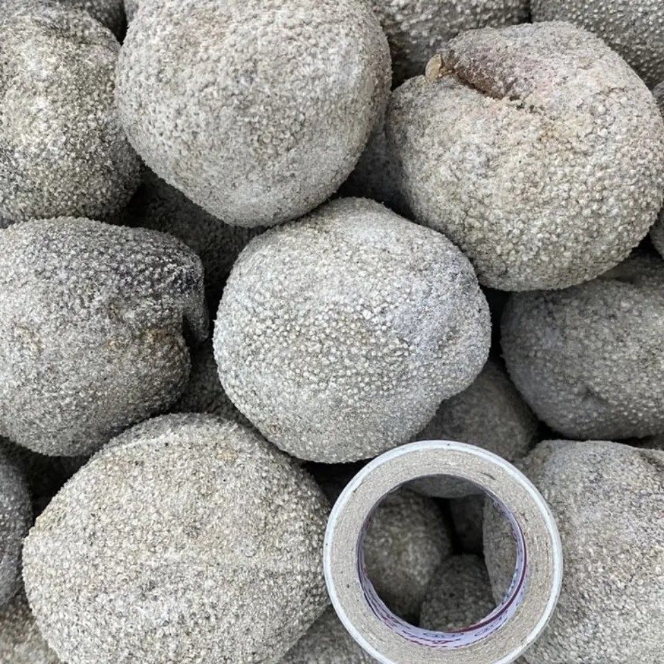 珍稀之选：东南亚球参干货的风味与奥秘-干品-淘宝百科网