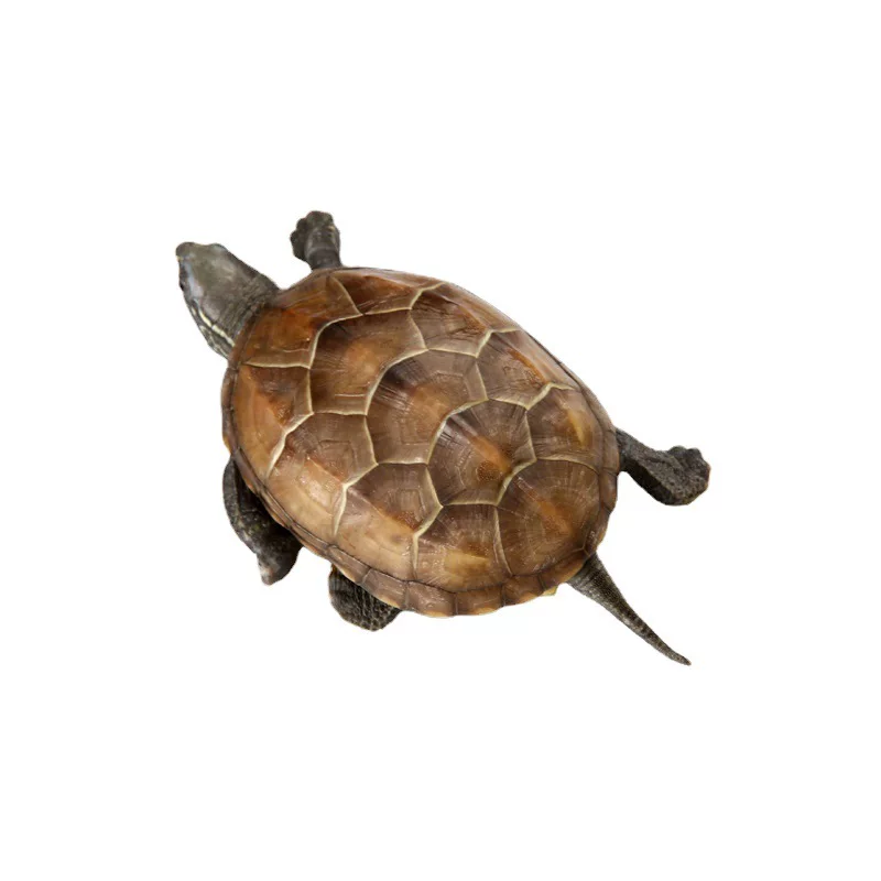 Living turtle in Waitang