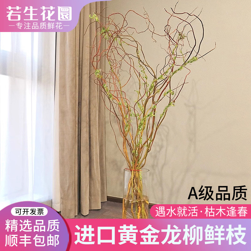 ゴールデンドラゴンウィローの生枝水耕栽培植物、リビングルームの緑化、水耕栽培乾燥枝、中国風、ライン、オールシーズンお手入れ簡単。