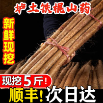 铁棍山药正宗温县垆土淮山药官方河南焦作新鲜5斤旗舰店怀山药