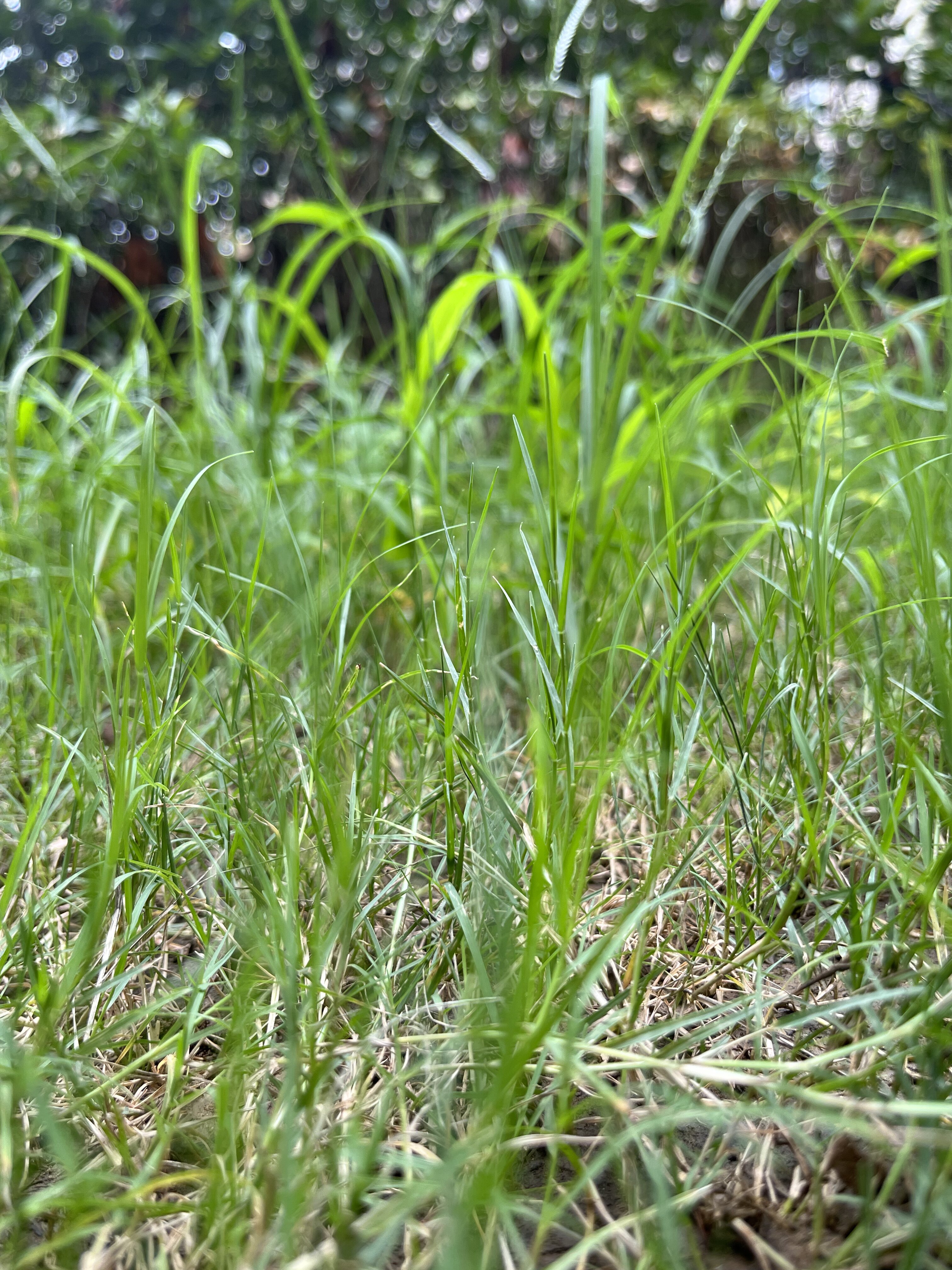 苏苏的小铺子丫