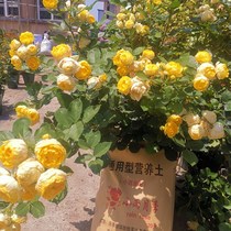 Limited supply of c flower rose nutritional soil hydrangea rose planting cultivation matrix coconut shell peat 15