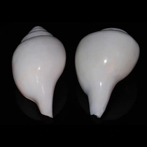 Natural large conch large shell Nepalese conch horn blowing conch Indian sacred conch white conch for decoration