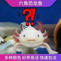 Hexagonal salamander raises immortal axolotl pet hexagonal dinosaur fish feed fish salamander small ornamental fish land