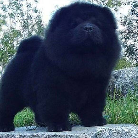 🐾超萌松狮熊猫幼崽来袭!好养又憨态可掬的白色松狮土松幼犬💖-狗狗-淘宝好物网