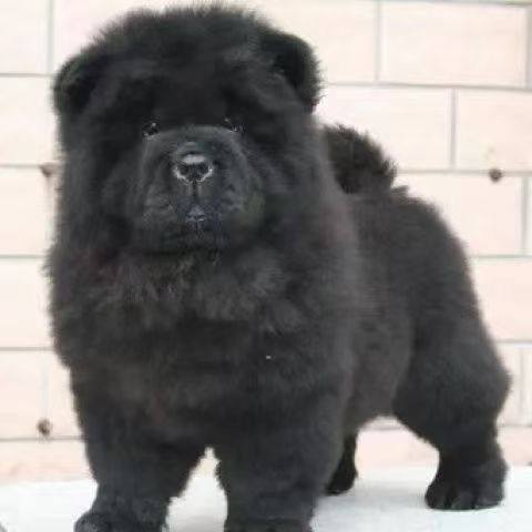 🐾超萌松狮熊猫幼崽来袭!好养又憨态可掬的白色松狮土松幼犬💖-狗狗-淘宝好物网
