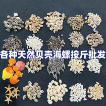 Shell Sea Snail Fish Tank Building Scenery Making Material Micro Landscape Decoration Small Undyed Cross-border Speed Selling Manufacturer