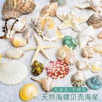 Bean hermit crab replacement shell natural conch shell fish tank decorations adjust water hardness nitrifying bacteria