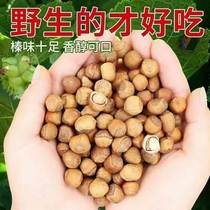 2022 Northeast Hazelnut Northeast Specialty Kaiyuan Wild Hazelnut Hand-Packed Fresh Nut Zhenzi New Arrival Large Hazelnut