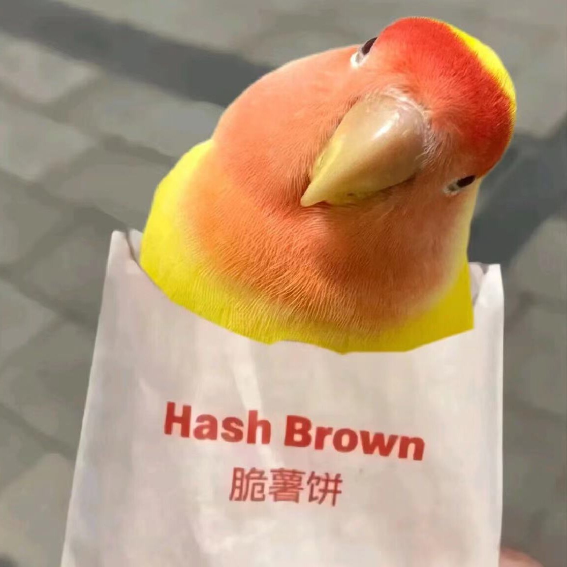 叽叽啾鸟舍小店