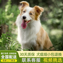 (CKU certified) Golden Border Collie Puppy Live Pet Dog Merle Border Collie Double Bloodline