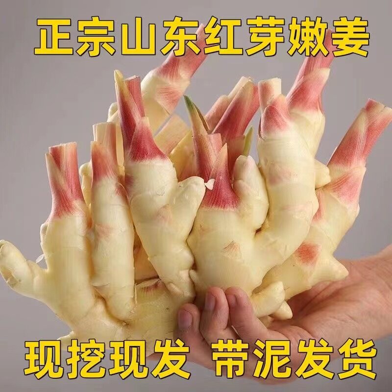 红芽嫩姜怎么挑？2026年鲜姜选购为何更看重&ldquo;芽色+产地+散装时效&rdquo;？