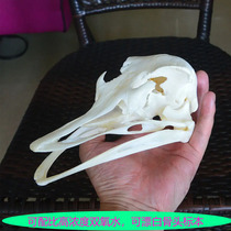 High-concentration hydrogen peroxide powder for industrial use of bones and sheep head bone specimens as a degreasing auxiliary for bleaching and removing jaundice