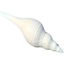 Big loud snail long fragrant snail natural shell conch fish tank home window decoration starfish horn blowing conch
