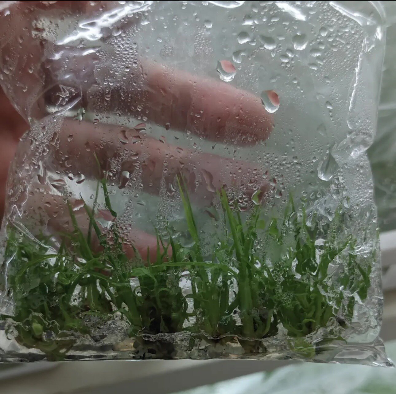 广西农科院果树栽培直销